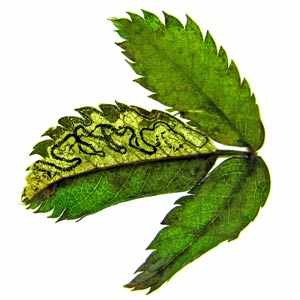 leaf mining moths