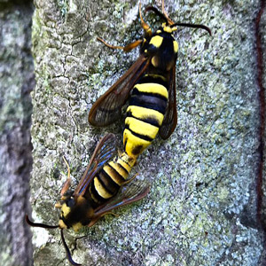 Hornet Moth