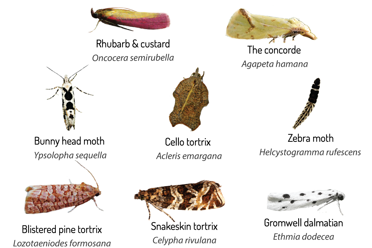 Image of suggestions for micro-moths