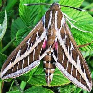 Striped Hawk-moth